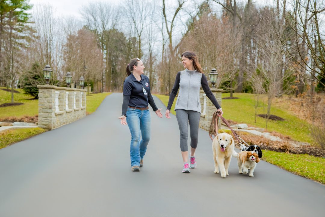 Dog Walker